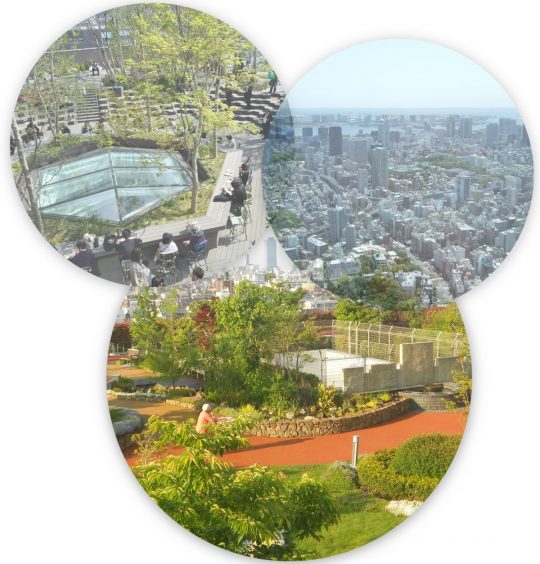 Teaching English in Tokyo, Japan, Spotlight on the Environment, Green Rooftops