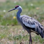 Teaching English with the Crane: Unlocking Language Learning through Nature’s Symbols