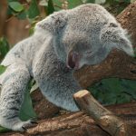 Kangaroos, Wombats, Oh My! Exploring Australia