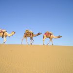 Camel Decorating and Dancing in the Desert at the Bikaner Camel Festival